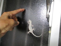 ヤモリが家の前で死んでいます ここ最近 ヤモリの死体を玄関前で立て続け Yahoo 知恵袋