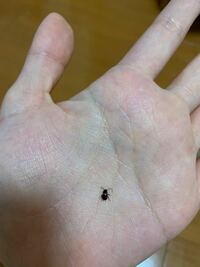 家で 小さい黒い虫を2匹見つけました 教えて 住まいの先生 Yahoo 不動産