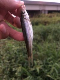 京都の桂川で釣れたのですが ウグイですか Yahoo 知恵袋