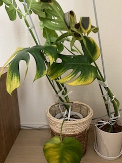 観葉植物のモンステラの植え替えに失敗しました 元々左側の鉢植に入ったままで購入 Yahoo 知恵袋