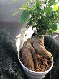 買ったばかりのガジュマルなんですが この鉢はもう小さいですか 買ったば Yahoo 知恵袋