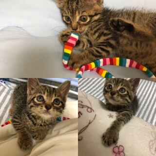 猫を飼い始めましたが可愛く無いと不評です 可愛くないですか Yahoo 知恵袋