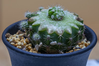 サボテンの接ぎ木について質問です 短毛丸に兜丸を接ぎ木したのですが Yahoo 知恵袋