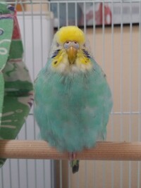 生後4か月のセキセイインコの寝かたについて この子の寝かたは普通です Yahoo 知恵袋