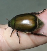 この虫はカナブン それともコガネムシでしょうか 違いがよくわかりませ Yahoo 知恵袋