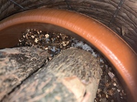 パキラの土に白い膜のようなものがあらわれたのですがこれはなんでしょうか カビで Yahoo 知恵袋