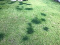 伸びすぎた芝生の手入れについて越してきた家の庭の芝生が伸び放題で Yahoo 知恵袋