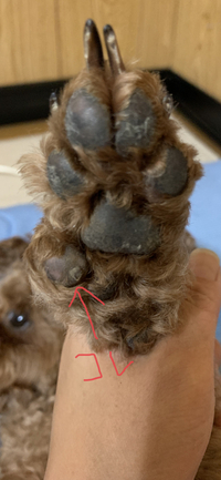 ポメラニアン 子犬についてです 気になるポメラニアンの子がいるのですが Yahoo 知恵袋