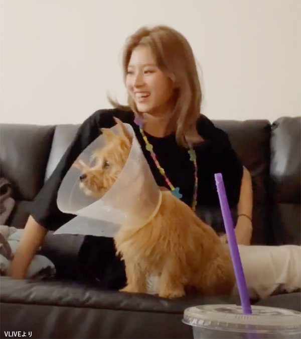 Twiceモモが飼っている猛犬ブーは可愛いですか Yahoo 知恵袋