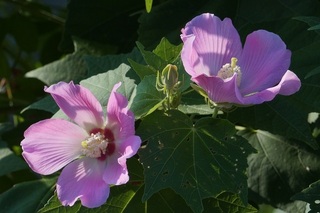 植物です 今 撮って来ました 芙蓉 ムクゲではないような 名前が解りません Yahoo 知恵袋