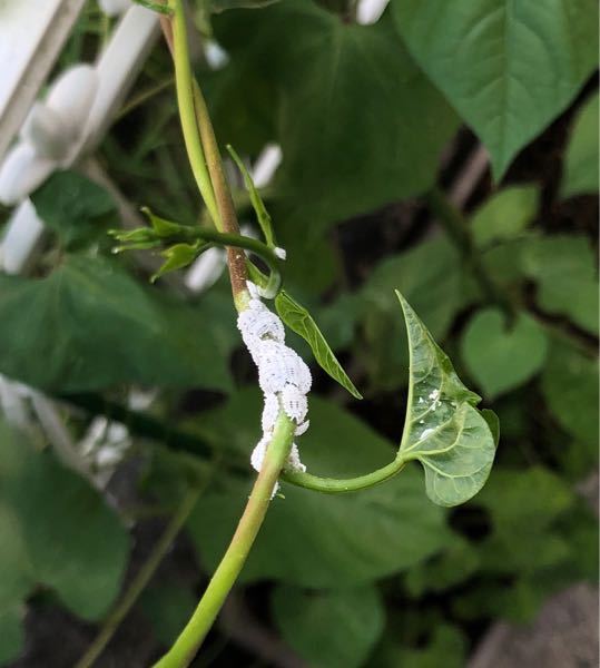 アサガオや葉っぱに 白い粉のような虫にも見えるものがあちこちに沢山ついていまし Yahoo 知恵袋