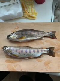 これはヤマメですか 魚に詳しい方回答よろしくお願いします Yahoo 知恵袋