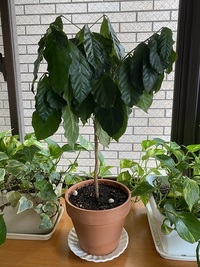 コーヒーの木を植え替えた後 ひと株がしおれてしまいました 植 Yahoo 知恵袋