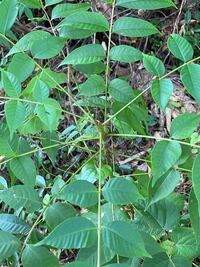 この植物は何ですか 葉っぱをちぎると白い液体が出てきました Yahoo 知恵袋