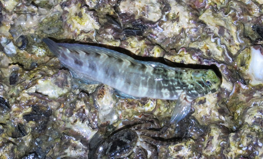 カエルウオみたいな魚の種類を教えてください 沖縄の陸地にいました よ Yahoo 知恵袋