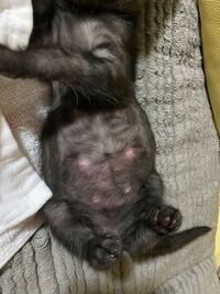 子猫のお腹がぽっこりと膨らんでいます こんにちは 生後２ヶ月 Yahoo 知恵袋