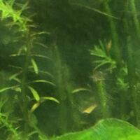 グリーンロタラの侘び草を カットしたのですが このよう生えてこない茎 Yahoo 知恵袋