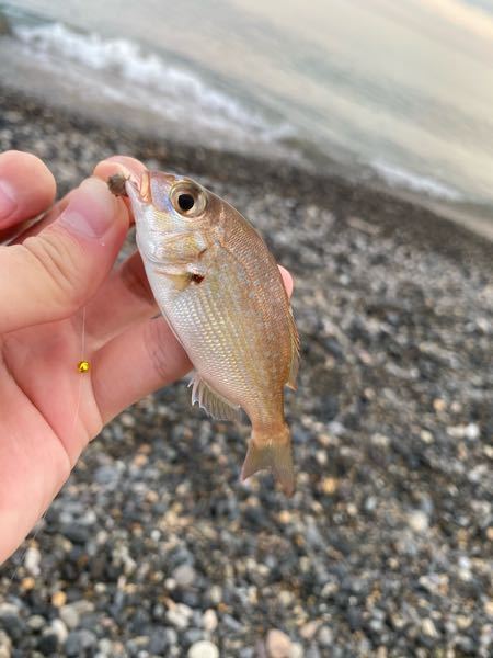 これは鯛の子供ですか 海で釣りました そうですね 真鯛ですね その大きさ Yahoo 知恵袋