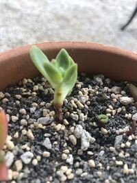 多肉植物の根本が枯れてきました 考えられる原因と対処方法を教え Yahoo 知恵袋