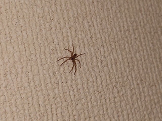 これはアシタカグモの幼体でしょうか 蜘蛛の画像があります おそらくアシタカグ Yahoo 知恵袋