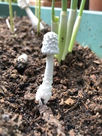 ドクツルタケは猛毒キノコですが 山林に行けば普通に生えてるのですか Yahoo 知恵袋