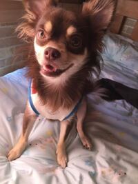 この犬はチワワなのですが体も大きく見た目もあまりチワワっぽくありませ Yahoo 知恵袋