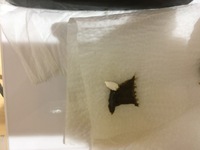 レオパの下痢について質問です 最近寒くなってきたので レ Yahoo 知恵袋