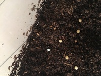 カブトムシのメスが卵を産むのは1回だけ 何度も産むの 1回の産卵 Yahoo 知恵袋