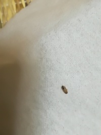 この虫はなんの虫でしょうか 部屋内に数匹みられました ゴマ塩ぐらいのサイズで１ 教えて 住まいの先生 Yahoo 不動産