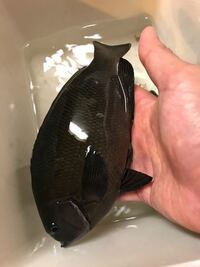 魚の名前を教えてください 堤防でエビで釣れました 真っ黒の魚で Yahoo 知恵袋