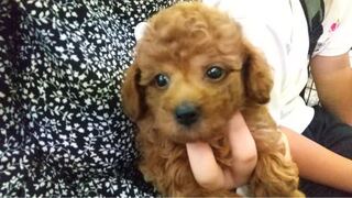 このトイプードルは 将来どんな顔つきになるでしょうか ワンちゃ Yahoo 知恵袋