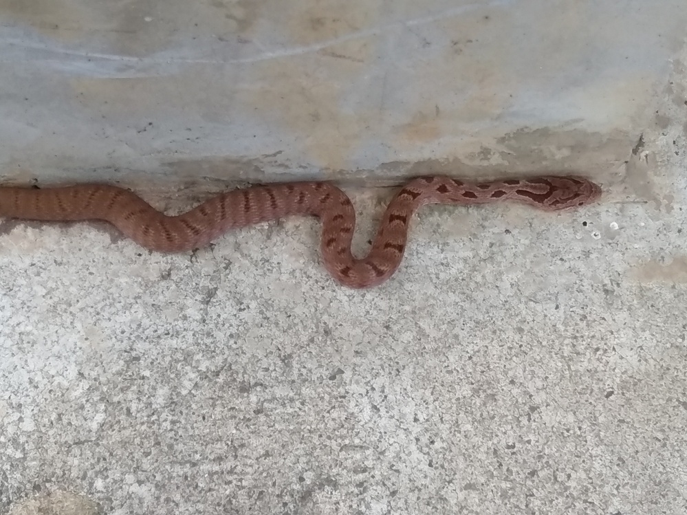 茶色の蛇この蛇の名前を教えて下さい 岩手県内陸南部 アオダイショウ Yahoo 知恵袋