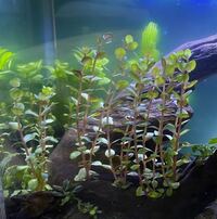 Charmの水草残留農薬についてですが Charmさんでは エ Yahoo 知恵袋