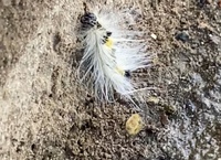 家のもみじの木にくっついてたのが落ちてきたんですが これ何の毛虫 Yahoo 知恵袋