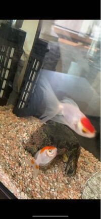 金魚の尾が切れているみたいですが治るのでしょうか 治りますよ Yahoo 知恵袋