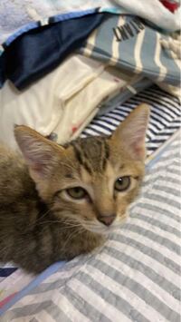 猫をいじめたくなることについて 猫を飼ったことはありませんが Yahoo 知恵袋