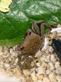 海水の塩分濃度と同じ塩水をつくるには水１ｌあたり何グラムの塩をいれれば Yahoo 知恵袋