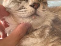 うちの猫の下あごの先端部分 薄ピンクの部分 にできもののようなものができてい Yahoo 知恵袋
