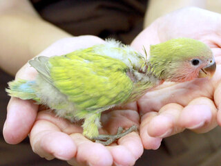 このコザクラインコの種類を教えてください Yahoo 知恵袋