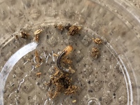 カブト クワガタって 土の中で死ぬことって ありますか Yahoo 知恵袋