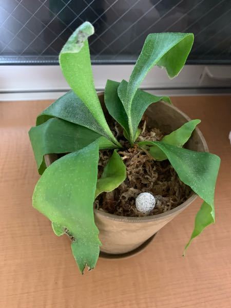 ビカクシダを購入したのですが、ここ1週間は葉がぐったりこの状態です
