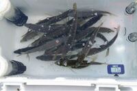 ポケモンでソーナンスのかげふみしててもとんぼがえりでポケモンを交換することは Yahoo 知恵袋