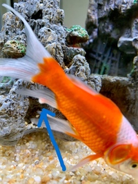 金魚が病気のようです 尾びれに白いかたまりが２つ出来ているのですが 何の Yahoo 知恵袋