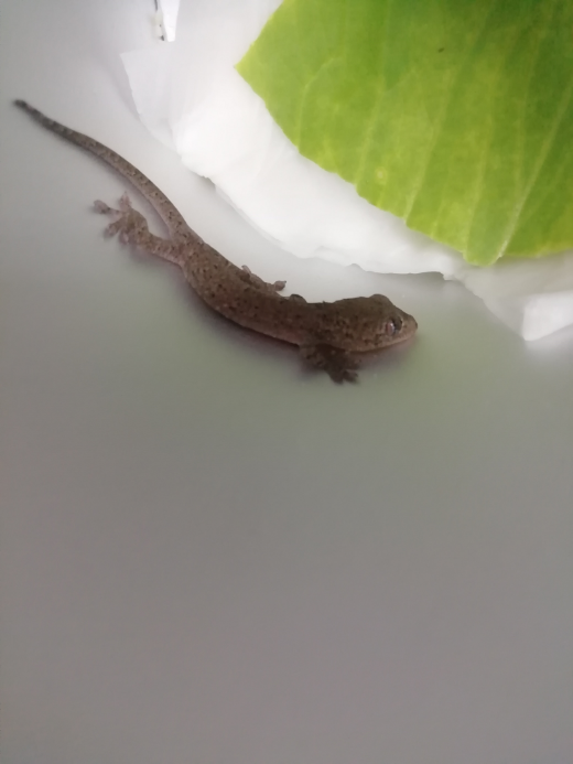 現在ニホンヤモリが家にきて4日目です。 - コオロギ(大きめ)やミル 