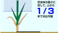 成長しすぎた芝生をあえて軸刈りしました かなり短く軸刈りしたのですが 枯 Yahoo 知恵袋