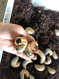 カブトムシにダニが 内で飼っているコーカサスオオカブトに赤いダニが付いています Yahoo 知恵袋