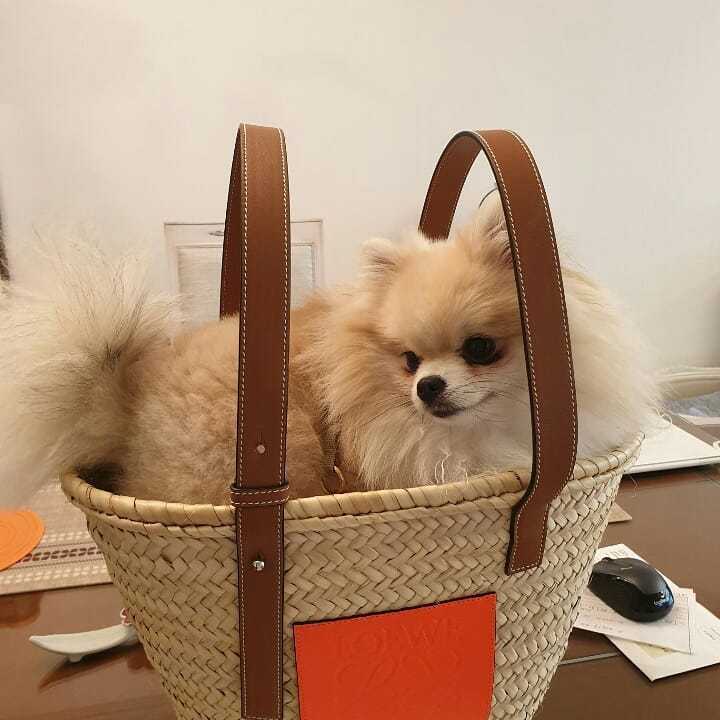 Kーpop Twiceのナヨンさんが飼っている犬の名前を私はずっと Yahoo 知恵袋
