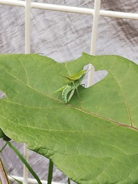 ショウジョウバッタに花の葉や苗を食べられて困っています 何か駆除したり Yahoo 知恵袋