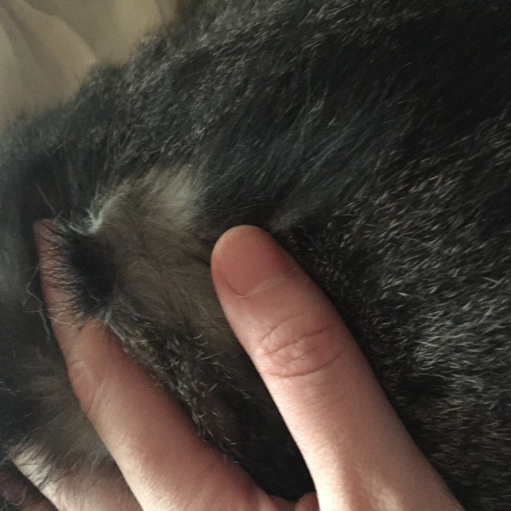 猫の毛について。ちょっと今おかしいです。一部だけ根元から半分くらい 