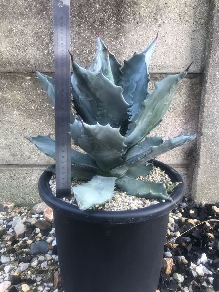 只今こちらの植物が、アガベの、雷神・吉祥天・吉祥冠どれだったかで